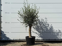 Olijfboom florida - olea europaea - ca. 25 jaar oud - hoogte ca. 180 cm - afbeelding 1 van  3