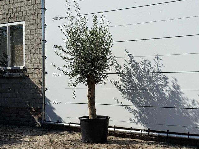 Olijfboom florida - olea europaea - ca. 25 jaar oud - hoogte ca. 180 cm - afbeelding 2 van  3