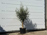 Olijfboom florida - olea europaea - ca. 25 jaar oud - hoogte ca. 180 cm - afbeelding 3 van  3