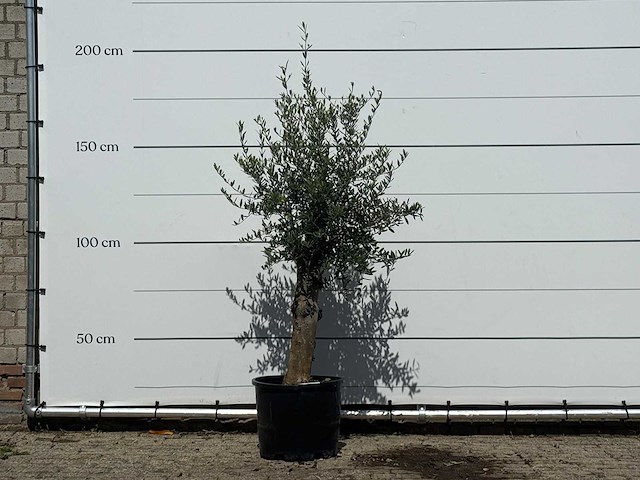 Olijfboom florida - olea europaea - ca. 25 jaar oud - hoogte ca. 180 cm - afbeelding 1 van  3