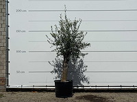 Olijfboom florida - olea europaea - ca. 25 jaar oud - hoogte ca. 180 cm - afbeelding 1 van  3
