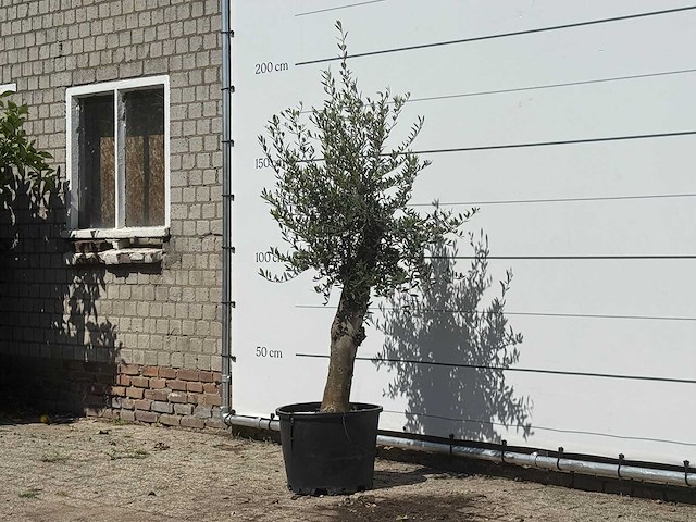 Olijfboom florida - olea europaea - ca. 25 jaar oud - hoogte ca. 180 cm - afbeelding 2 van  3