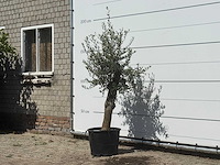 Olijfboom florida - olea europaea - ca. 25 jaar oud - hoogte ca. 180 cm - afbeelding 2 van  3