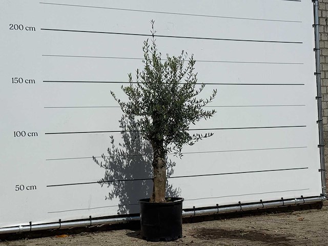 Olijfboom florida - olea europaea - ca. 25 jaar oud - hoogte ca. 180 cm - afbeelding 3 van  3