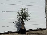 Olijfboom florida - olea europaea - ca. 25 jaar oud - hoogte ca. 180 cm - afbeelding 3 van  3
