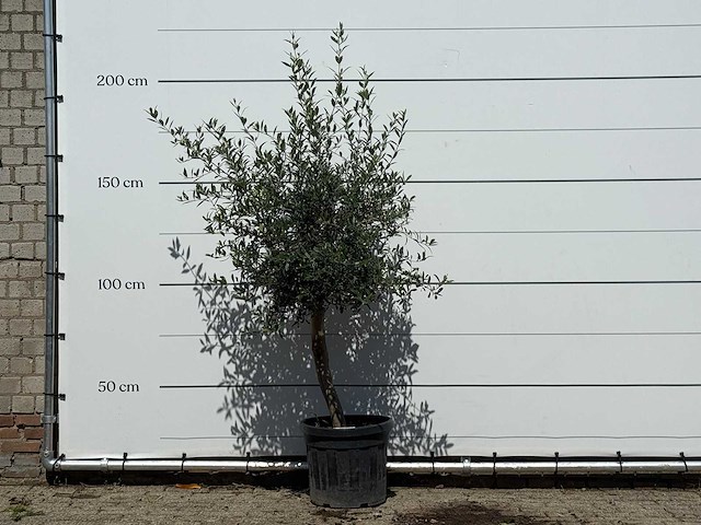 Olijfboom florida - olea europaea - ca. 25 jaar oud - hoogte ca. 180 cm - afbeelding 1 van  3