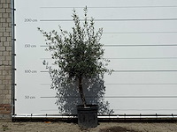 Olijfboom florida - olea europaea - ca. 25 jaar oud - hoogte ca. 180 cm - afbeelding 1 van  3