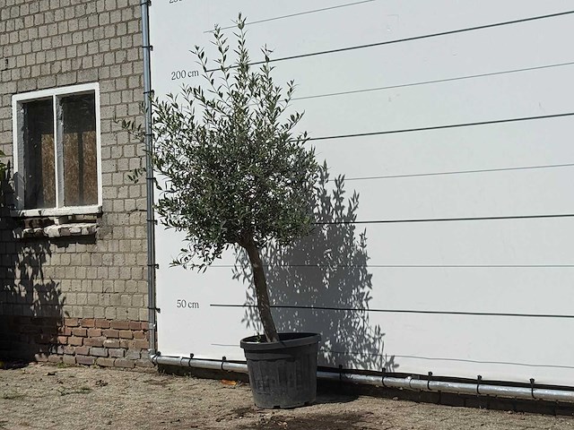 Olijfboom florida - olea europaea - ca. 25 jaar oud - hoogte ca. 180 cm - afbeelding 2 van  3