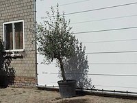 Olijfboom florida - olea europaea - ca. 25 jaar oud - hoogte ca. 180 cm - afbeelding 2 van  3