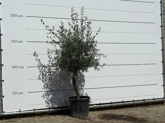 Olijfboom florida - olea europaea - ca. 25 jaar oud - hoogte ca. 180 cm - afbeelding 3 van  3