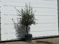 Olijfboom florida - olea europaea - ca. 25 jaar oud - hoogte ca. 180 cm - afbeelding 3 van  3