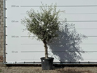 Olijfboom florida - olea europaea - ca. 25 jaar oud - hoogte ca. 180 cm - afbeelding 1 van  3