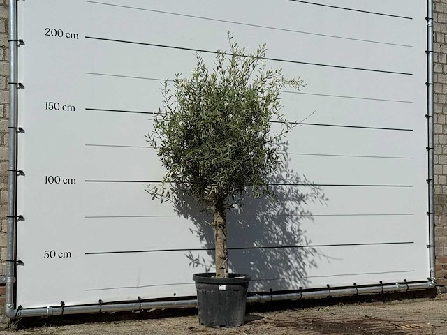 Olijfboom florida - olea europaea - ca. 25 jaar oud - hoogte ca. 180 cm - afbeelding 2 van  3
