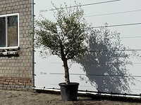 Olijfboom florida - olea europaea - ca. 25 jaar oud - hoogte ca. 180 cm - afbeelding 3 van  3