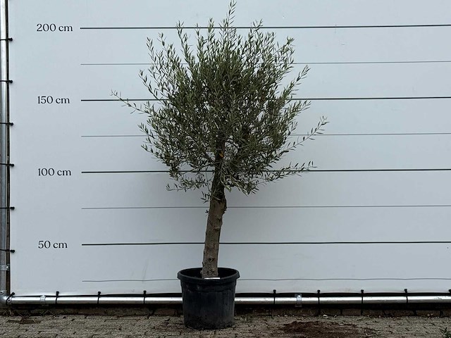 Olijfboom florida - olea europaea - ca. 25 jaar oud - hoogte ca. 180 cm - afbeelding 1 van  4