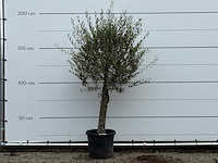 Olijfboom florida - olea europaea - ca. 25 jaar oud - hoogte ca. 180 cm - afbeelding 1 van  4