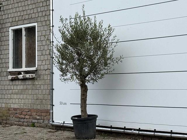 Olijfboom florida - olea europaea - ca. 25 jaar oud - hoogte ca. 180 cm - afbeelding 2 van  4