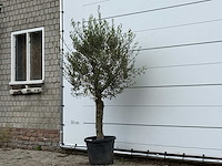 Olijfboom florida - olea europaea - ca. 25 jaar oud - hoogte ca. 180 cm - afbeelding 2 van  4