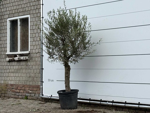 Olijfboom florida - olea europaea - ca. 25 jaar oud - hoogte ca. 180 cm - afbeelding 3 van  4