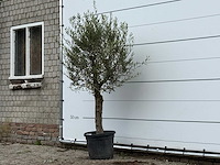 Olijfboom florida - olea europaea - ca. 25 jaar oud - hoogte ca. 180 cm - afbeelding 3 van  4
