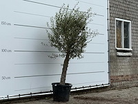 Olijfboom florida - olea europaea - ca. 25 jaar oud - hoogte ca. 180 cm - afbeelding 4 van  4