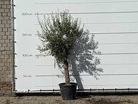 Olijfboom florida - olea europaea - ca. 25 jaar oud - hoogte ca. 180 cm