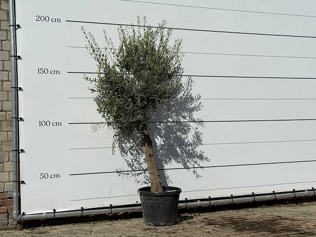 Olijfboom florida - olea europaea - ca. 25 jaar oud - hoogte ca. 180 cm - afbeelding 2 van  3