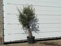 Olijfboom florida - olea europaea - ca. 25 jaar oud - hoogte ca. 180 cm - afbeelding 2 van  3