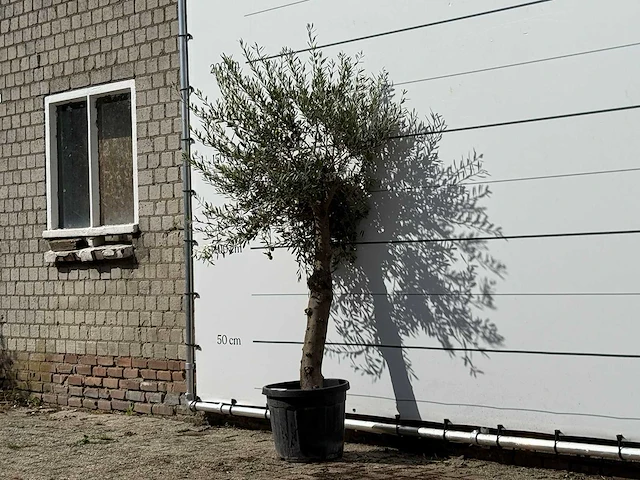 Olijfboom florida - olea europaea - ca. 25 jaar oud - hoogte ca. 180 cm - afbeelding 3 van  3