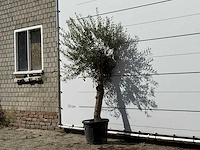 Olijfboom florida - olea europaea - ca. 25 jaar oud - hoogte ca. 180 cm - afbeelding 3 van  3