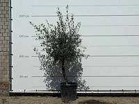 Olijfboom florida - olea europaea - ca. 25 jaar oud - hoogte ca. 180 cm