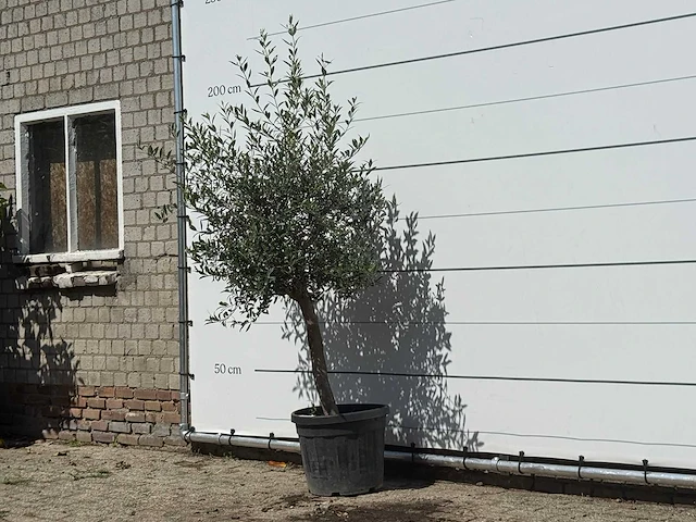 Olijfboom florida - olea europaea - ca. 25 jaar oud - hoogte ca. 180 cm - afbeelding 2 van  3