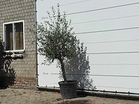 Olijfboom florida - olea europaea - ca. 25 jaar oud - hoogte ca. 180 cm - afbeelding 2 van  3
