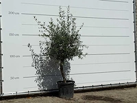 Olijfboom florida - olea europaea - ca. 25 jaar oud - hoogte ca. 180 cm - afbeelding 3 van  3