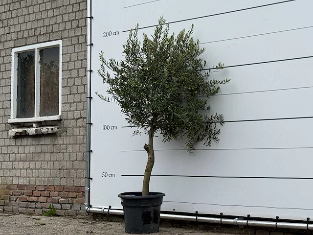 Olijfboom florida - olea europaea - ca. 25 jaar oud - hoogte ca. 180 cm - afbeelding 1 van  2