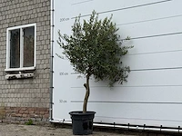 Olijfboom florida - olea europaea - ca. 25 jaar oud - hoogte ca. 180 cm
