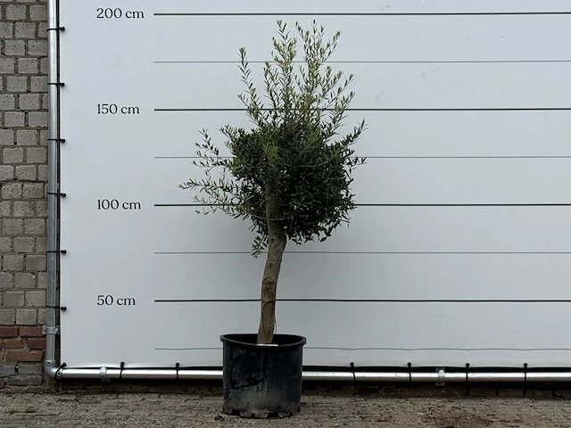Olijfboom florida - olea europaea - ca. 25 jaar oud - hoogte ca. 180 cm - afbeelding 1 van  3