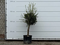 Olijfboom florida - olea europaea - ca. 25 jaar oud - hoogte ca. 180 cm