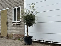 Olijfboom florida - olea europaea - ca. 25 jaar oud - hoogte ca. 180 cm - afbeelding 2 van  3