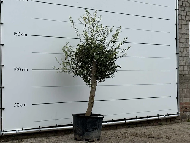 Olijfboom florida - olea europaea - ca. 25 jaar oud - hoogte ca. 180 cm - afbeelding 3 van  3