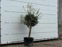 Olijfboom florida - olea europaea - ca. 25 jaar oud - hoogte ca. 180 cm - afbeelding 3 van  3