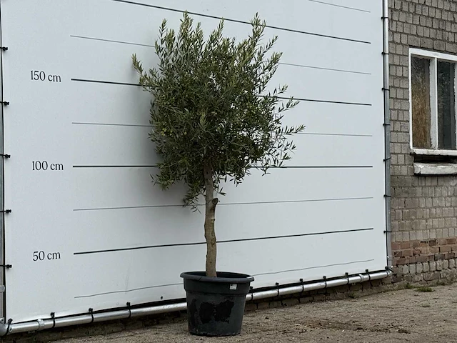 Olijfboom florida - olea europaea - ca. 25 jaar oud - hoogte ca. 180 cm - afbeelding 2 van  2