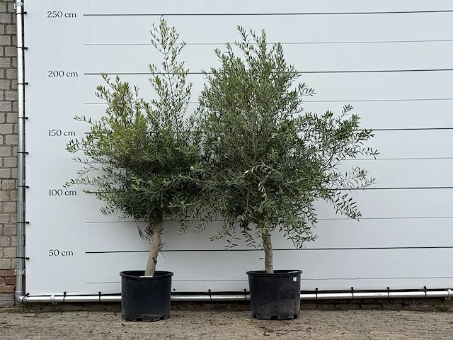Olijfboom florida - olea europaea - ca. 25 jaar oud - hoogte ca. 200 cm (let op 1x) - afbeelding 1 van  3