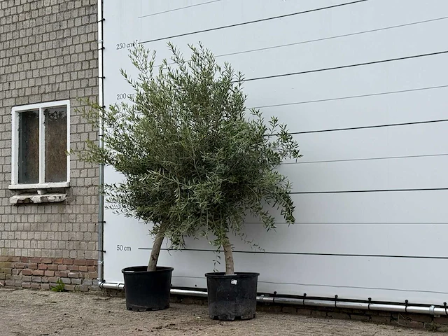 Olijfboom florida - olea europaea - ca. 25 jaar oud - hoogte ca. 200 cm (let op 1x) - afbeelding 2 van  3