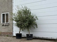 Olijfboom florida - olea europaea - ca. 25 jaar oud - hoogte ca. 200 cm (let op 1x) - afbeelding 2 van  3