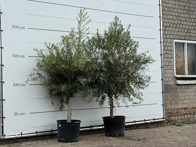 Olijfboom florida - olea europaea - ca. 25 jaar oud - hoogte ca. 200 cm (let op 1x) - afbeelding 3 van  3
