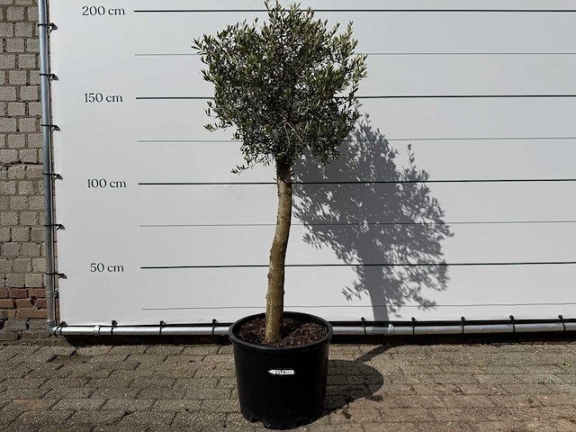 Olijfboom florida - olea europaea - ca. 25 jaar oud - hoogte ca. 200 cm - afbeelding 1 van  6