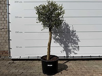 Olijfboom florida - olea europaea - ca. 25 jaar oud - hoogte ca. 200 cm - afbeelding 1 van  6