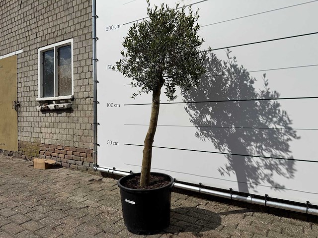 Olijfboom florida - olea europaea - ca. 25 jaar oud - hoogte ca. 200 cm - afbeelding 5 van  6