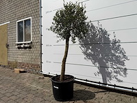 Olijfboom florida - olea europaea - ca. 25 jaar oud - hoogte ca. 200 cm - afbeelding 5 van  6